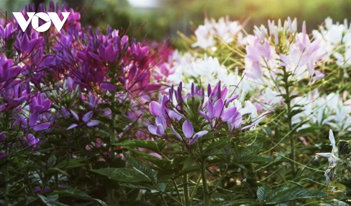 Dazzling spring colours emerge in Sa Dec flower village